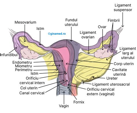 anatomia vaginului|anexele vaginale.